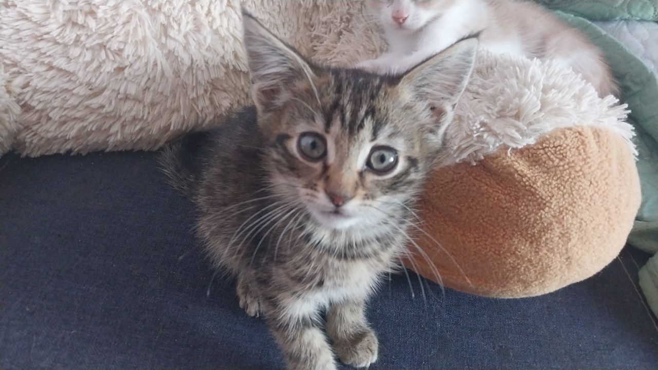 Без платные котята