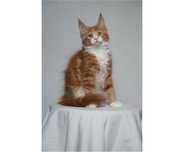 Kocurek Maine Coon FPL