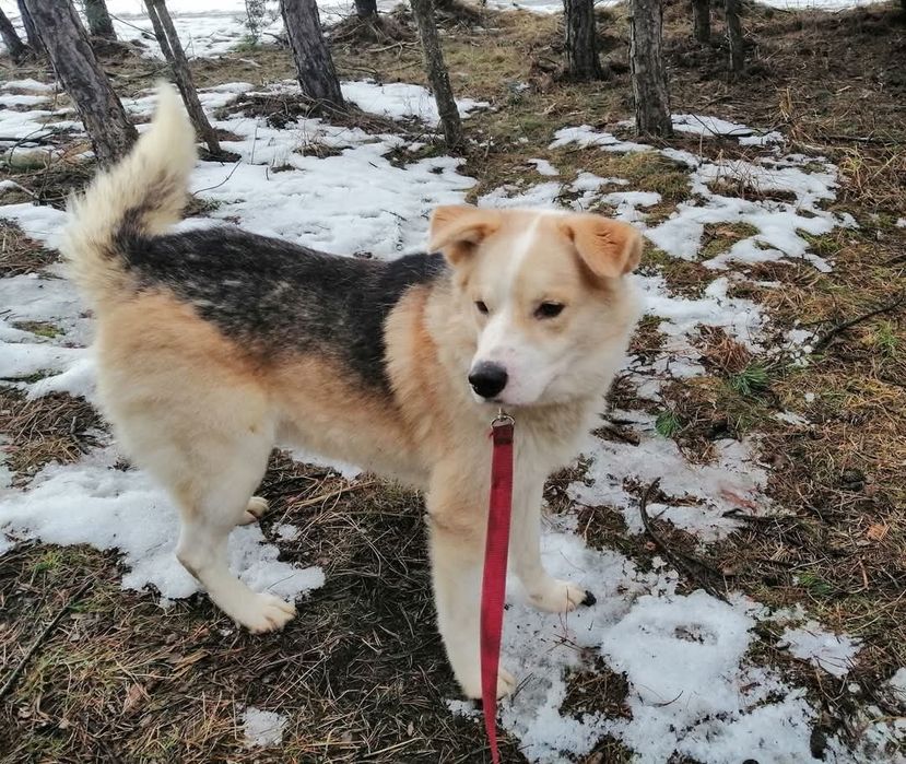 PROMYK cudowny przytulas marzy o wspaniały domku