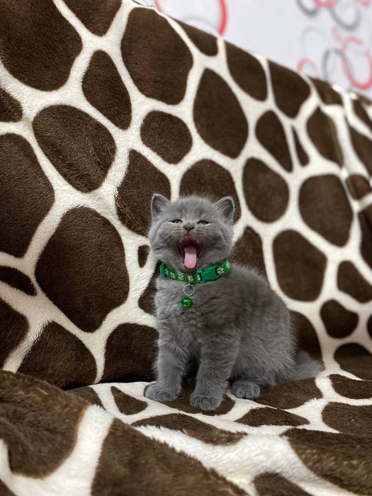 Шотланские котята