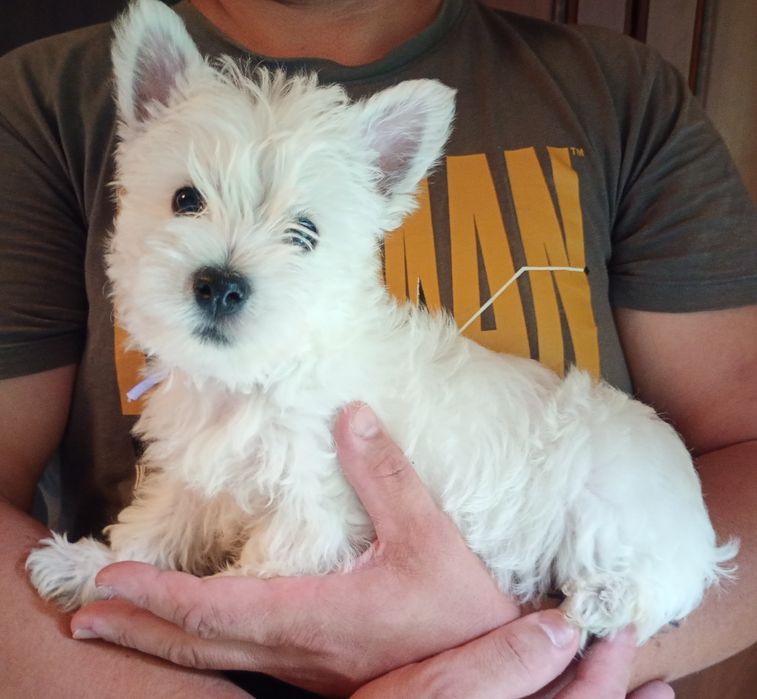 West Highland White Terrier szczenię
