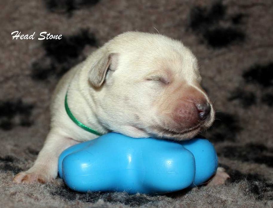 Щенки питомника Лабрадор ретривер