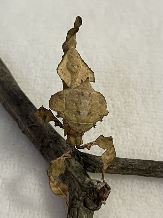 Modliszki liściogłowe (Phyllocrania paradoxa) imago