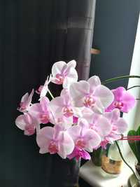 Орхідея сортова біло-рожева