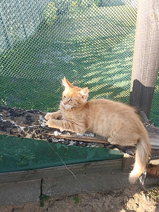 Piękne koty Maine coon