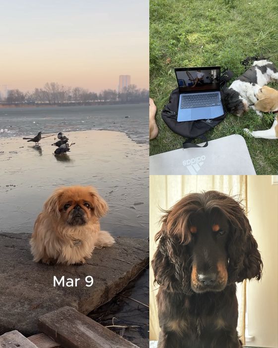 Opieka nad zwierzętami /Petsitter /Присмотр животных- Warsaw 60-100zlt