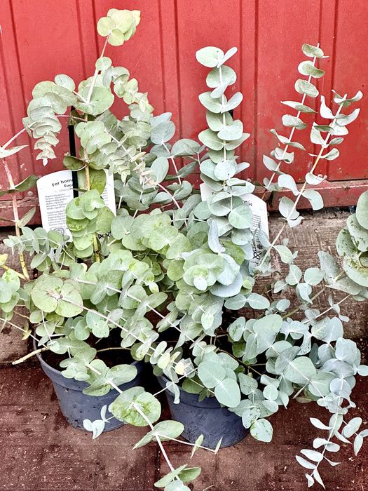 Евкаліпт. Доставка