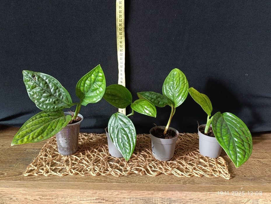 Епіпремнум Марбл Планет (Epipremnum pinnatum Marble Planet)