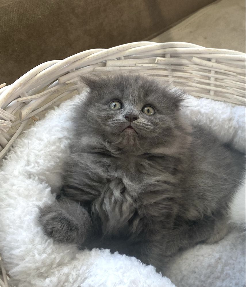 Котеня голубе шотландець