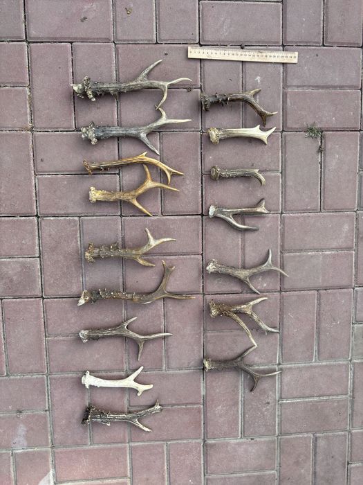 Рога косули         .