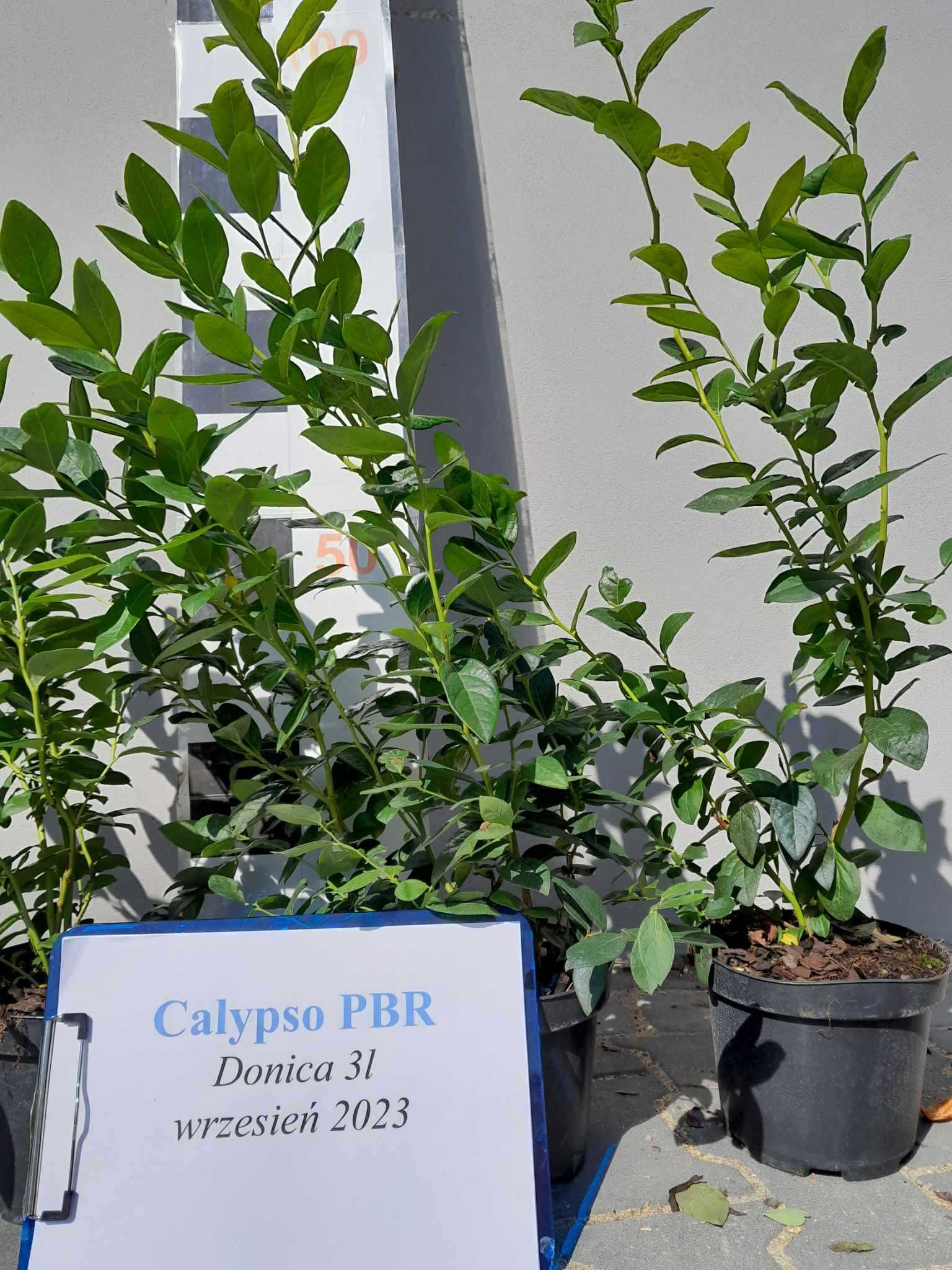 Borówka Amerykańska Calypso CAC 3 letnia donica 3 Litry PREMIUM