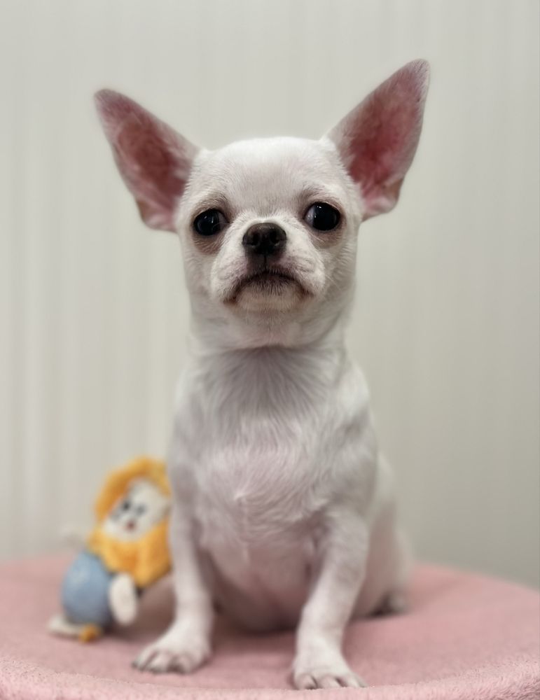 Chihuahua Femea  Pelo Curto