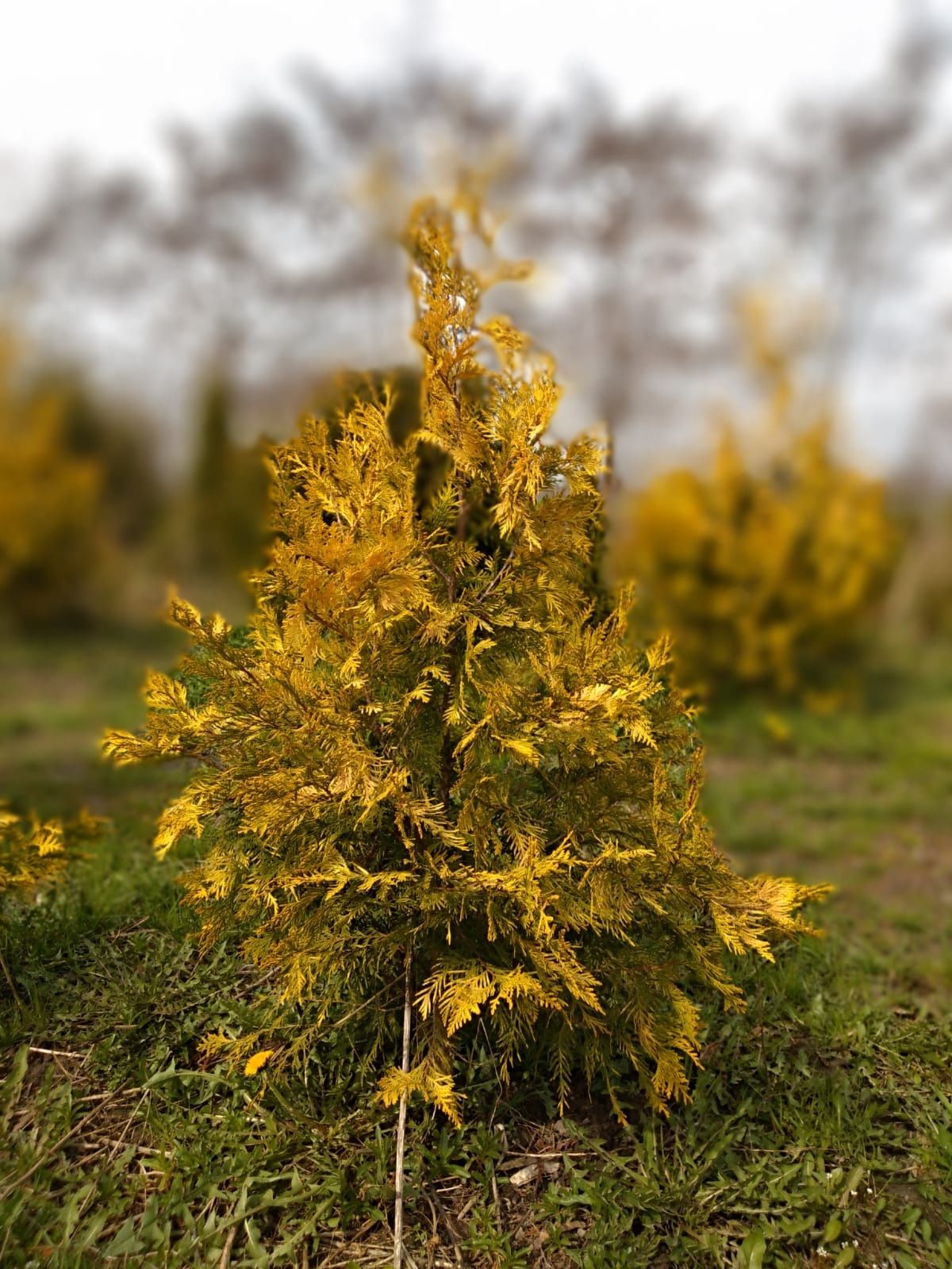 Tuja thuja szmaragdowa, złota. Kopane z gruntu od 50cm do 250cm