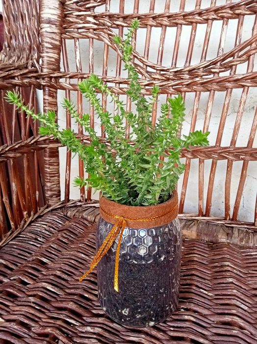 Suculenta Sedum Angelina