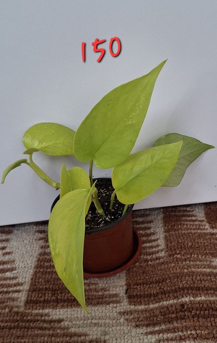 Кімнатні рослини