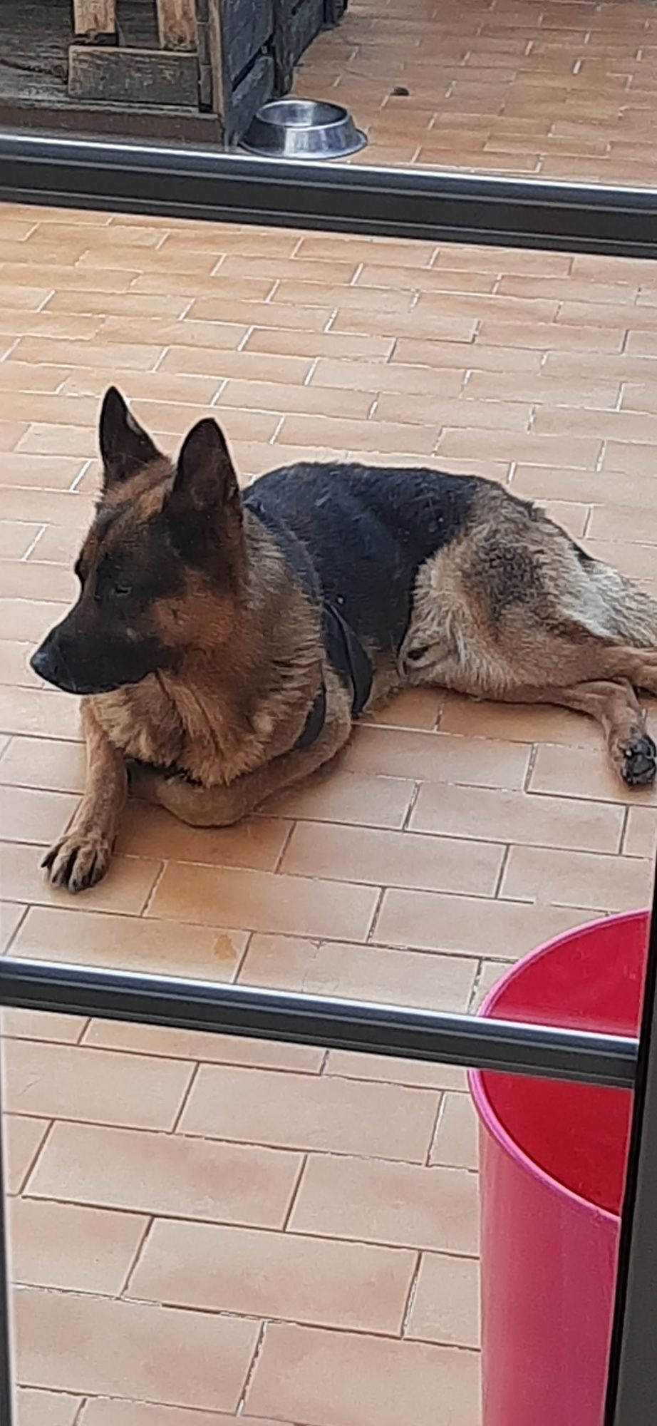 Pastor Alemão para adopção