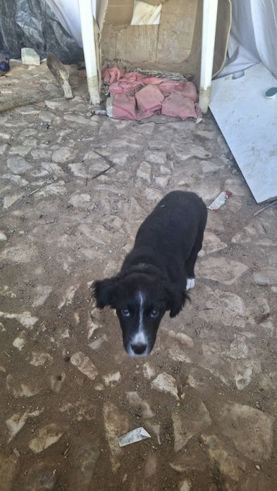 Border collir cão de raça