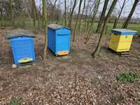 Sprzedam pszczoły na ramce warszawskiej i wielkopolskiej