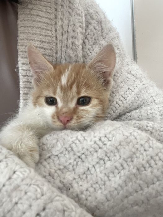 Oddam kotki w dobre ręce