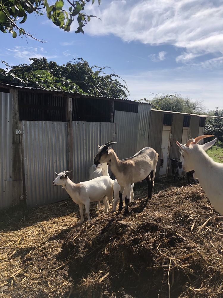 Cabras de otima qualidade para produção de leite (preço por animal)