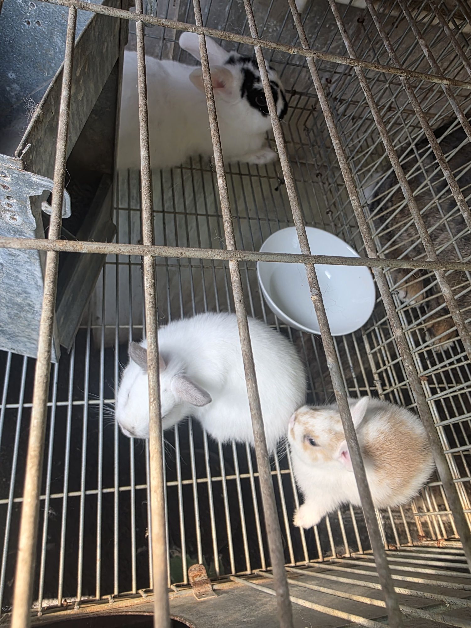 Vendo lindos coelhos anão