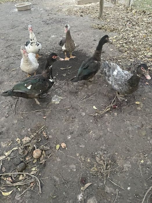 Продам качки шипуни мулати