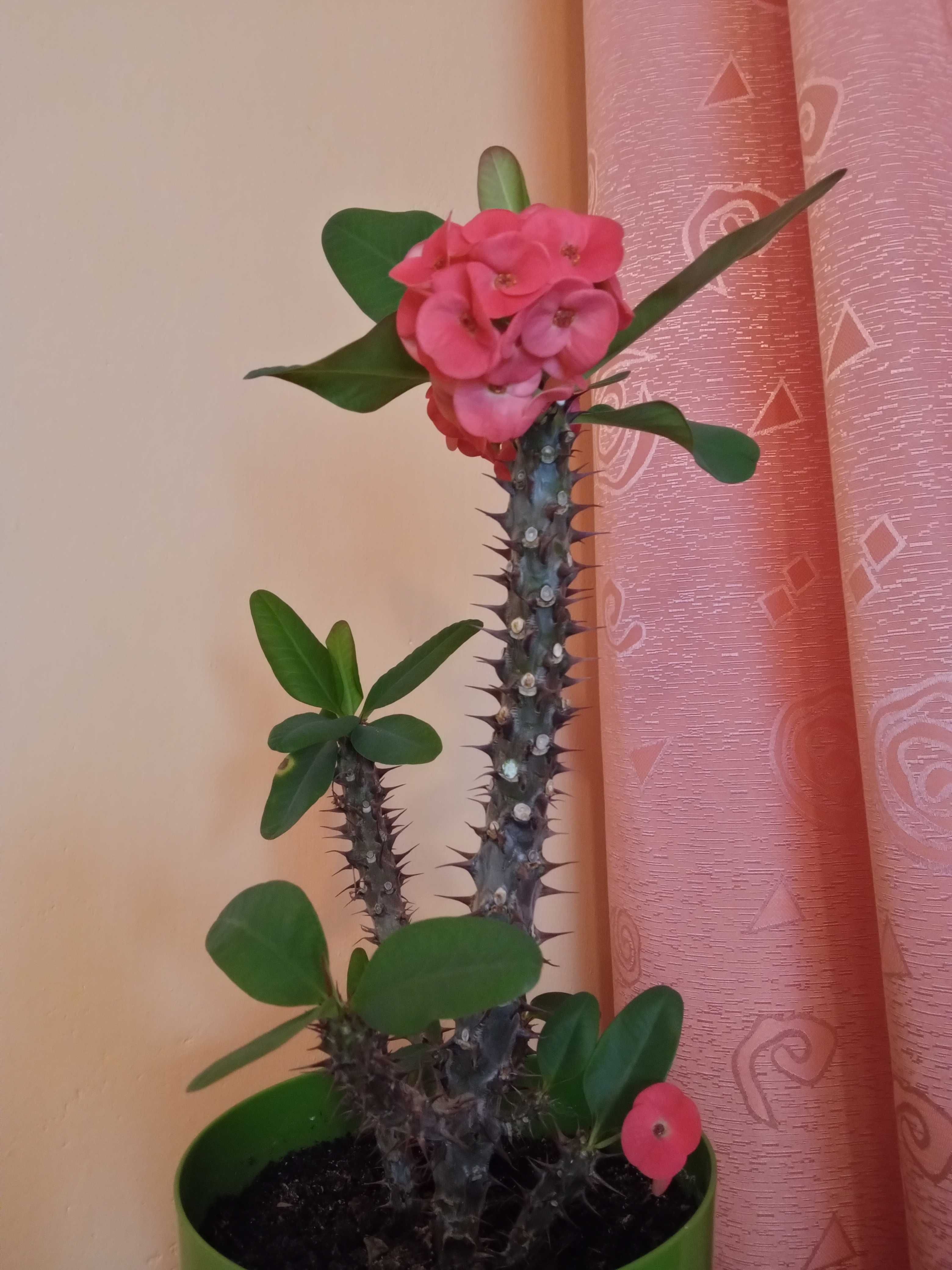Korona cierniowa Wilczomlecz lśniący kwiat roślina sukulent kaktus