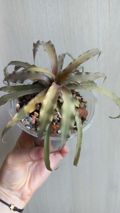 Молодило каменная роза цветы растения суккуленты уличные комнатные