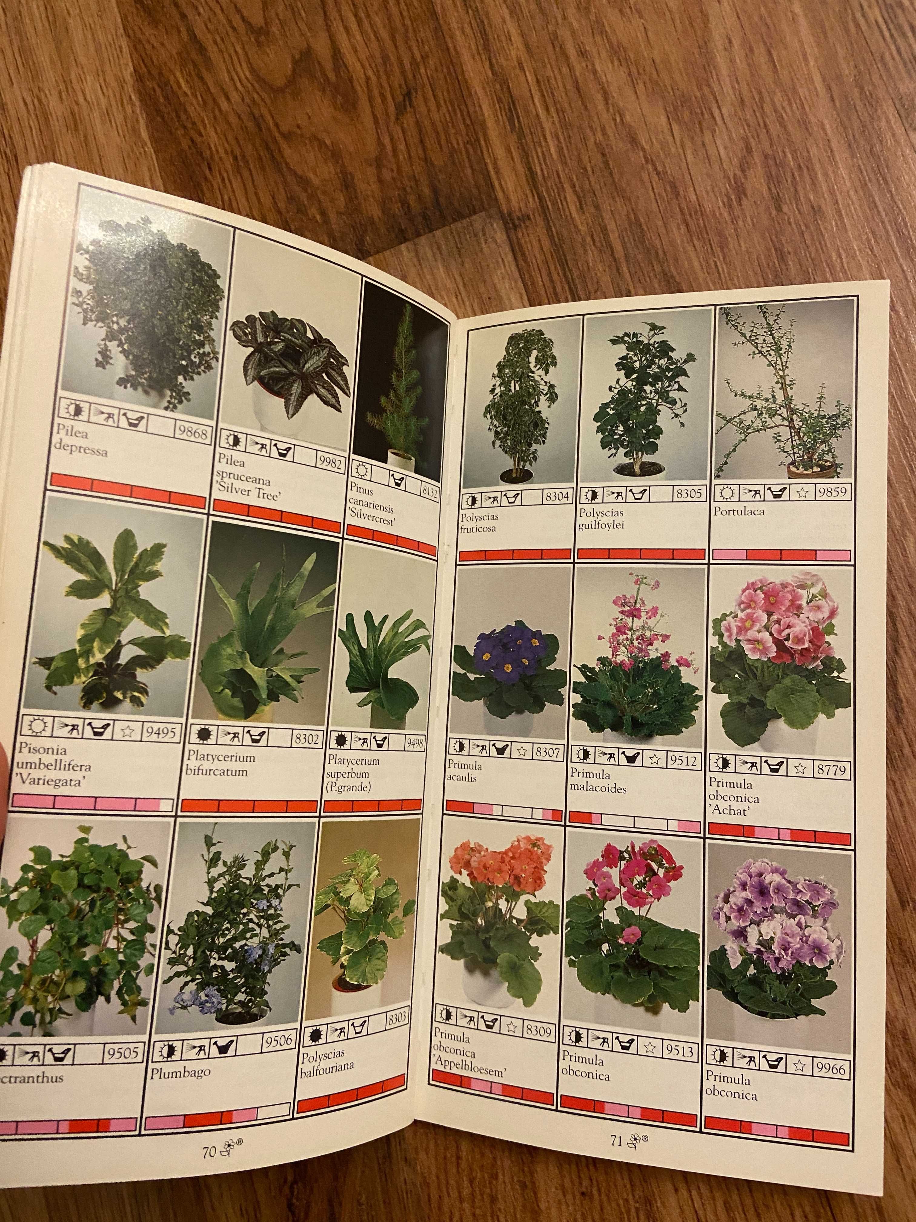 Katalog kwiatów doniczkowych Nazwy Łacińskie Bloemen Bureau