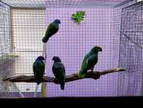 Pionus maximiliani fêmeas