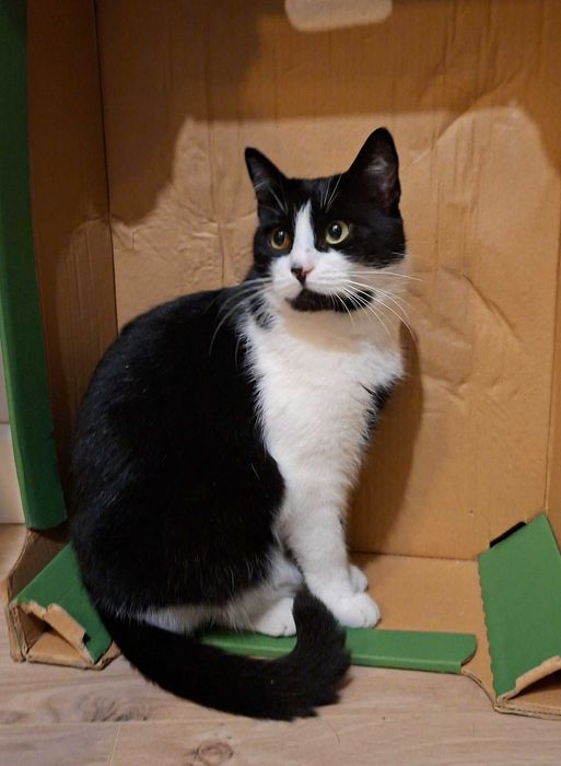 Wawer, Radość - Zaginęła kotka