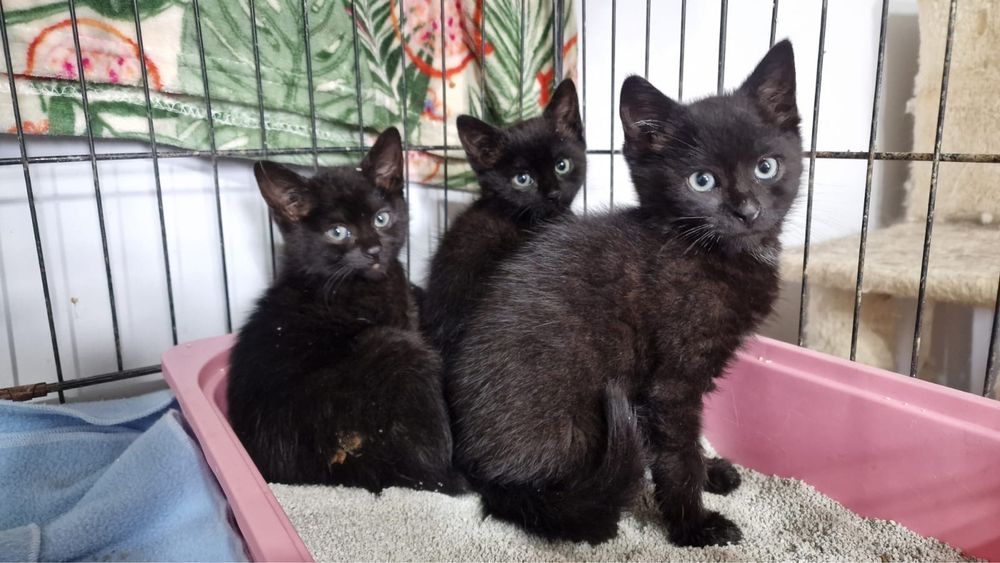 Do adopcji ponad 100 kotów!