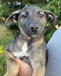 Capri suczka szczeniak do adopcji - uratowana
