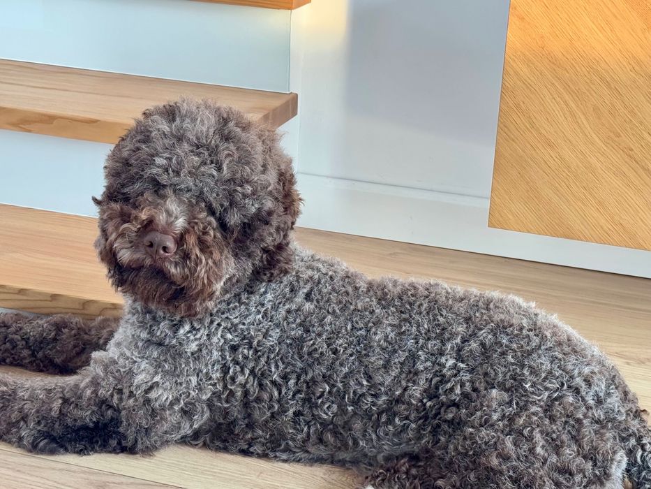 Oddam w dobre ręce Lagotto Romagnolo