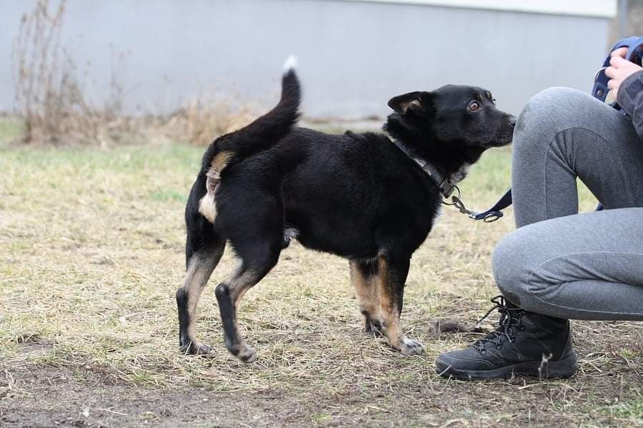 Czy ktoś w końcu pokocha Reksia?