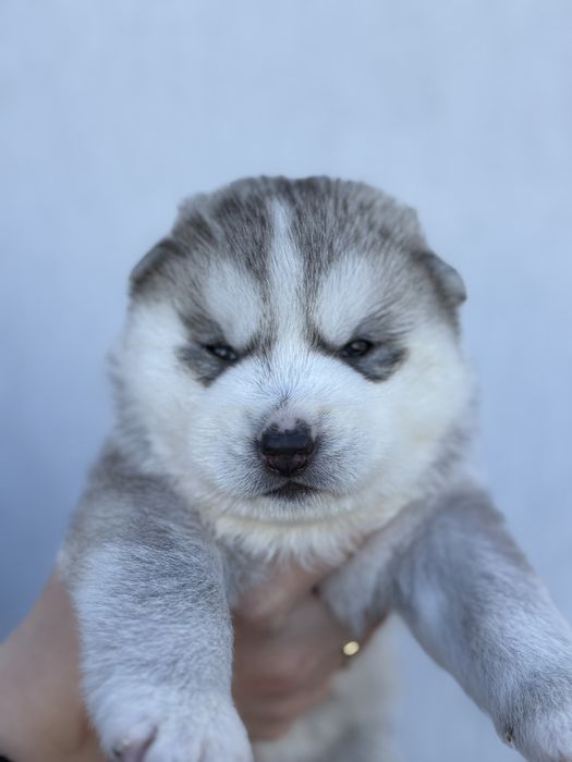 Siberian husky samiec srebrno-biały, odbiór grudzień  ZKwP FCI