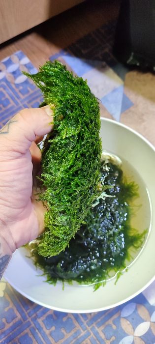 Sprzedam mech do akwarium