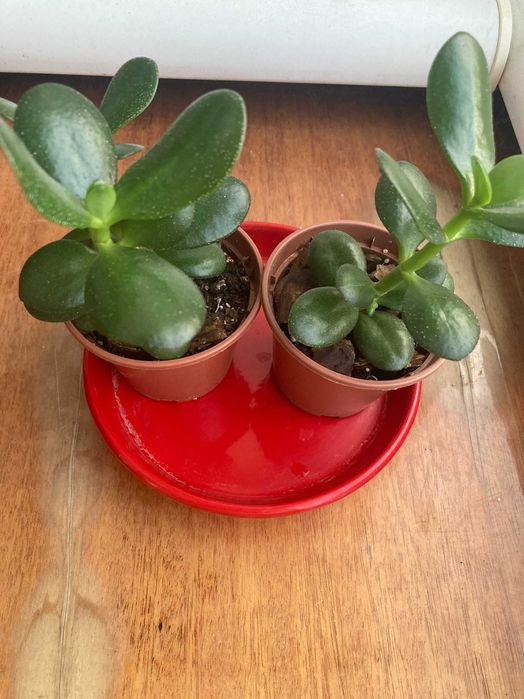 Толстянка, или крассула, денежное дерево 12см.