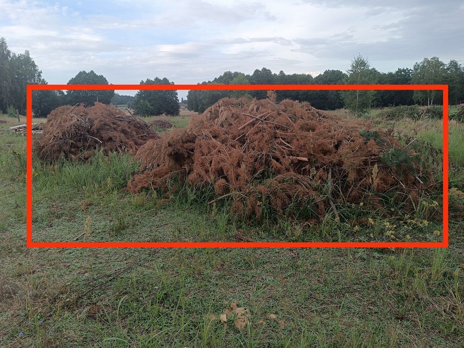 Gałęzie, wycinka, gałęźówka, brzózki, sosna pod rembak na torf