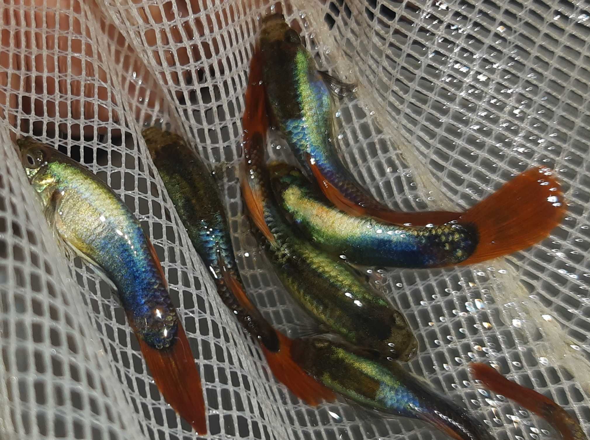 Gupik odmiana SILVER TUXEDO - Poecilia reticulata - dowozimy, wysyłamy