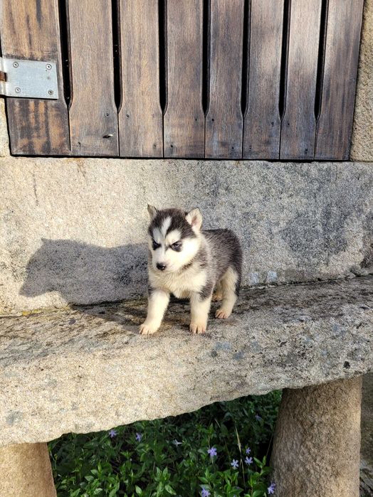 Husky Siberiano Macho