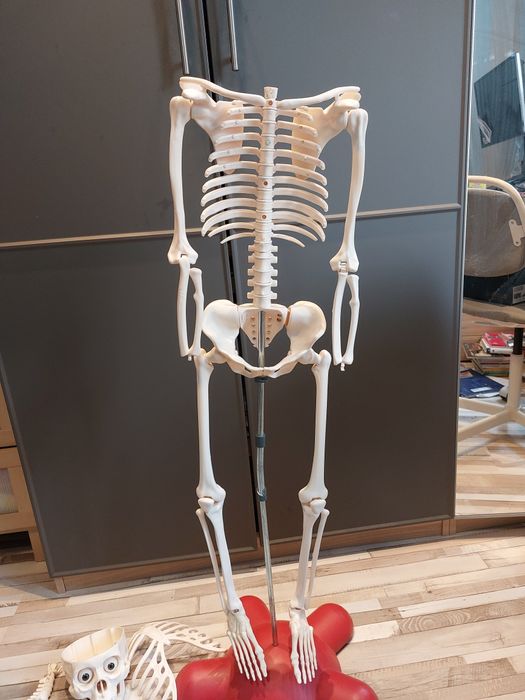 Kostek kosciotrup szkielet człowieka z gazetek