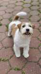 Interchampion Reproduktor Jack Russell Terrier