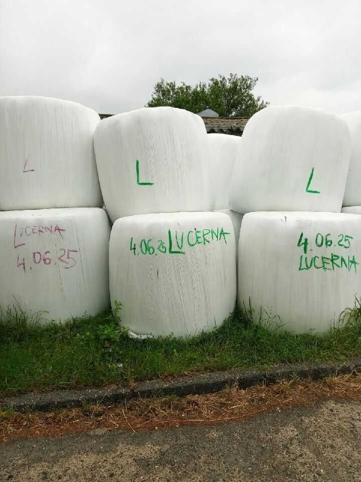 kiszonka z lucerny w balotach