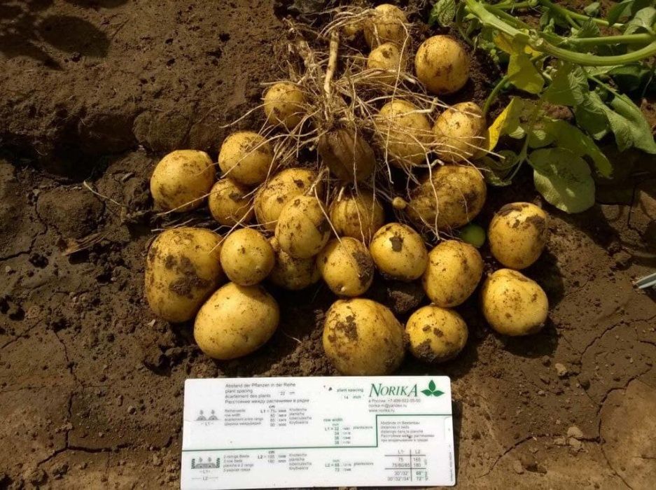 Картофель семенной (посадочный) 1 и 2 репродукции. В наличии 20 сортов