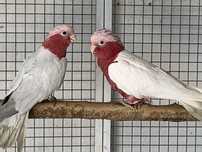 Casais Catatua Galah