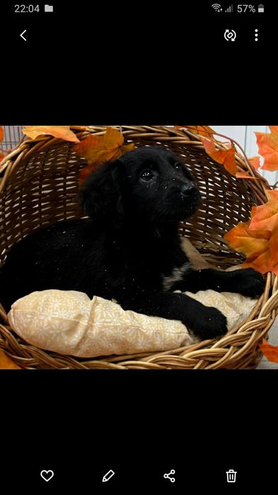 Віддаю в добрі руки