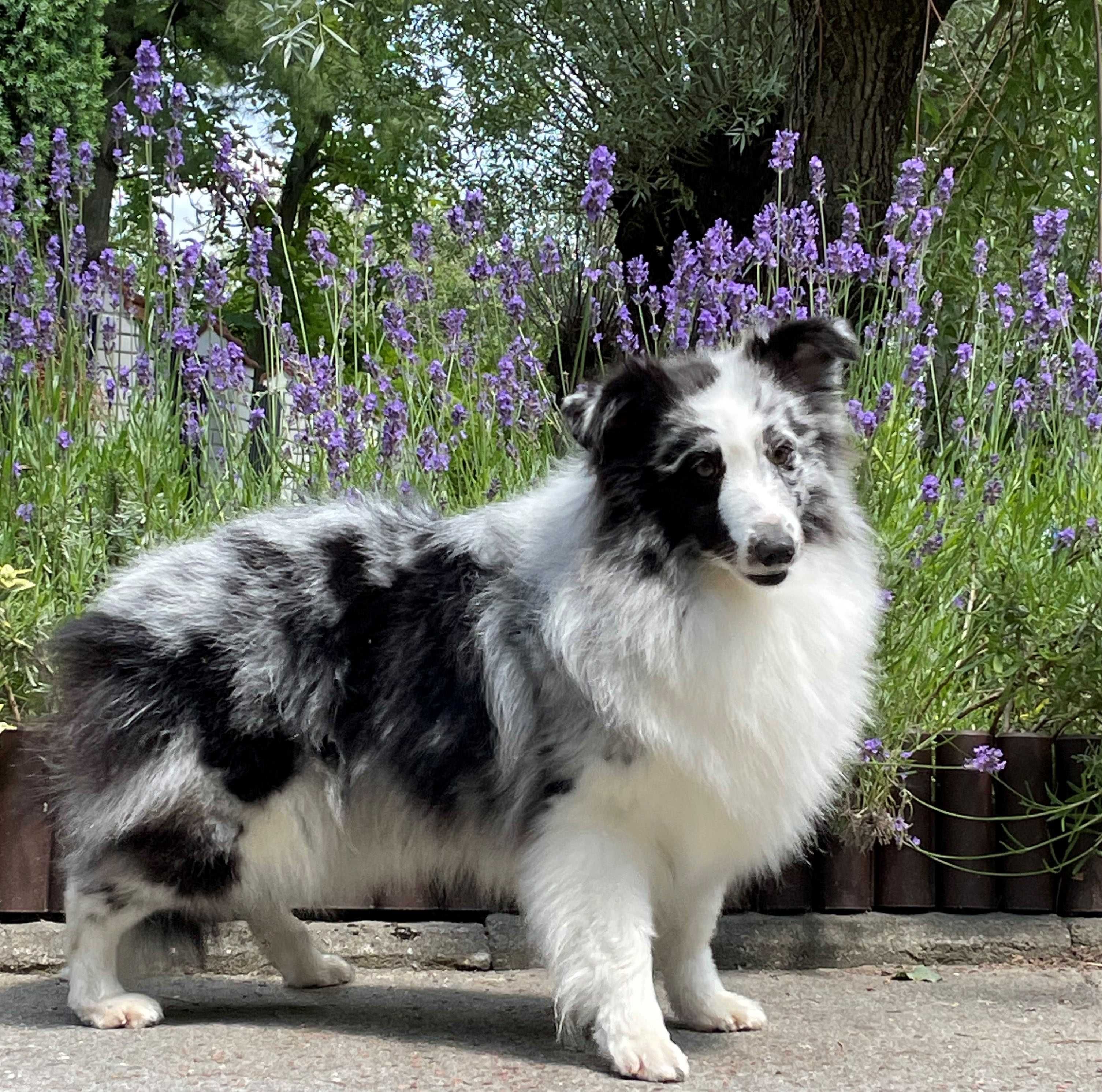owczarek szetlandzki, sheltie, shetland sheepdog, piesek, ZKwP, FCI