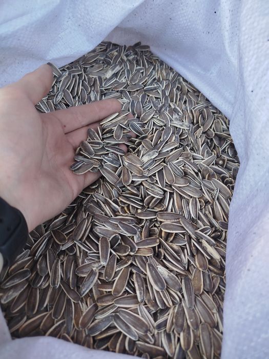 Продам соняшник рябий калібром 8+,  кругле решето ( для см