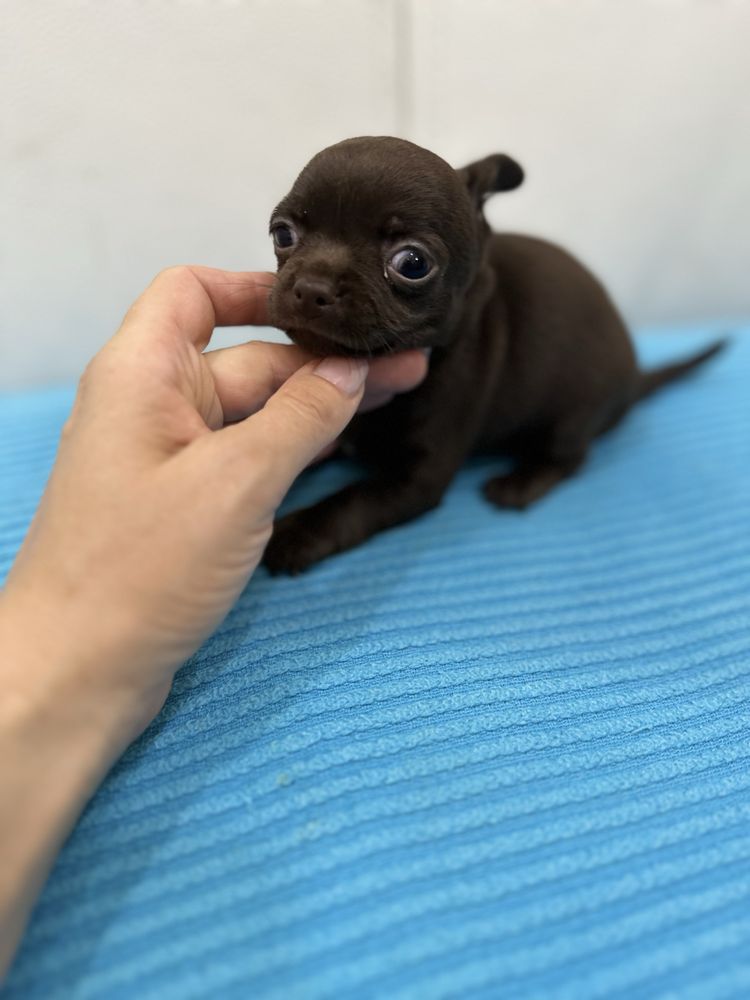 Menina chihuahua super mini